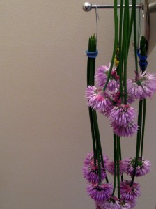 chives hanging