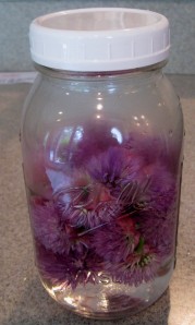 jar chive blossom vinegar