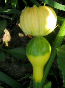 Baby ornamental gourd